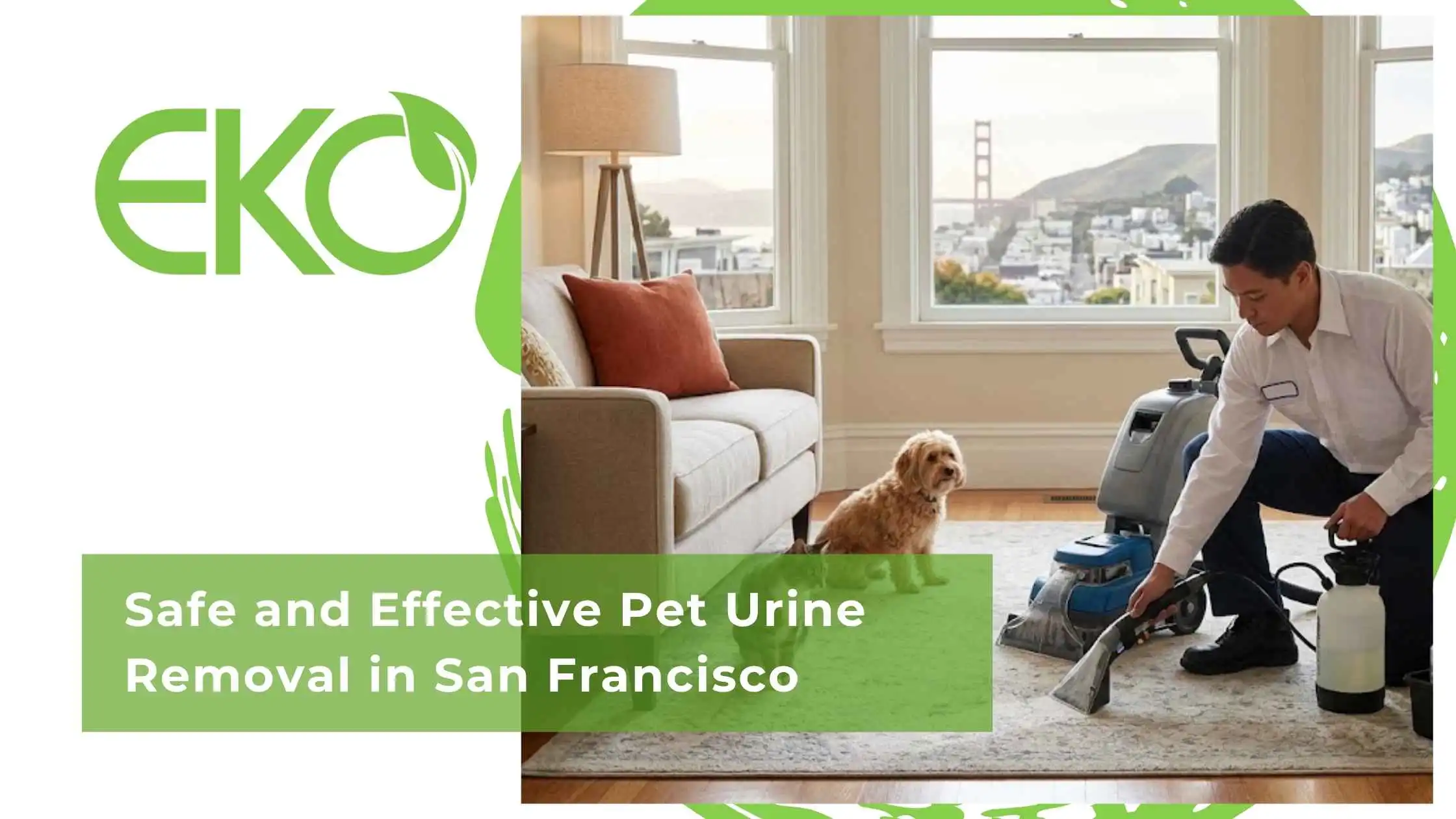 Safe and Effective Pet Urine Removal in San Francisco